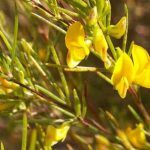 rooibos para la anemia