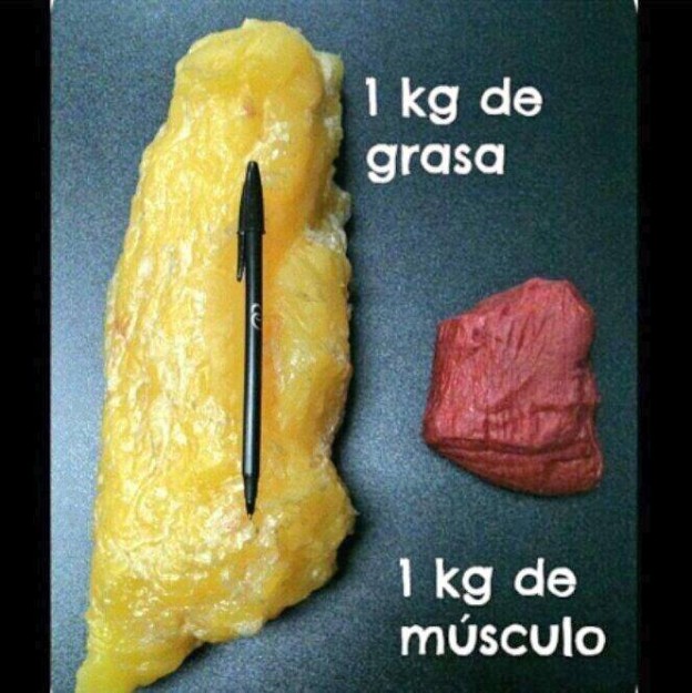 Secretos Fitness, Ganar Musculo Vs Perder Grasa