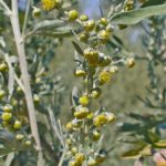 Ajenjo, una planta curativa ante el malestar estomacal