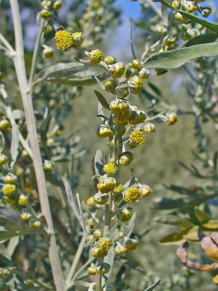 Ajenjo, una planta curativa ante el malestar estomacal