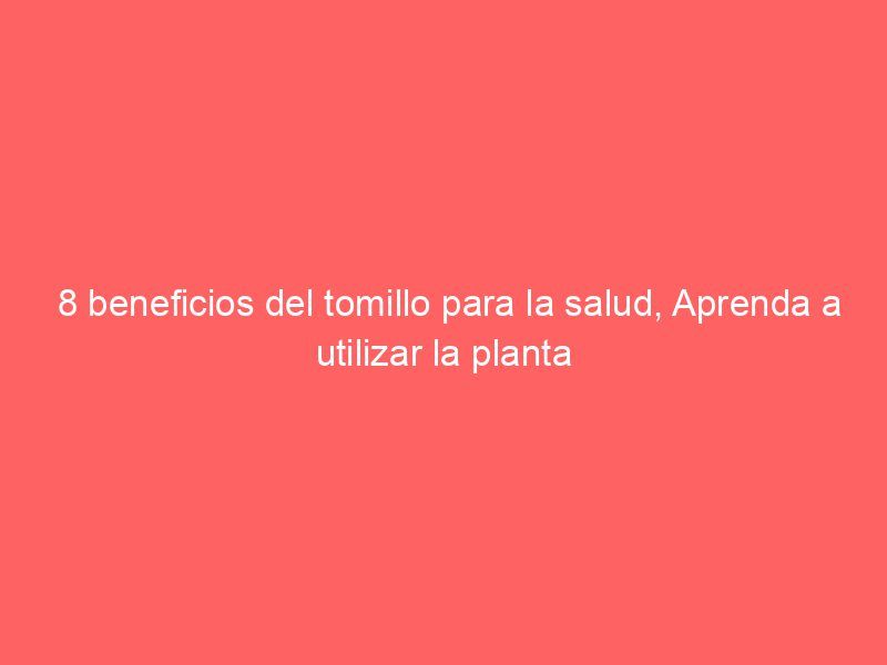 8 beneficios del tomillo para la salud, Aprenda a utilizar la planta