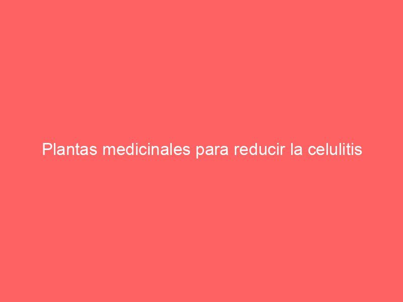 Plantas medicinales para reducir la celulitis