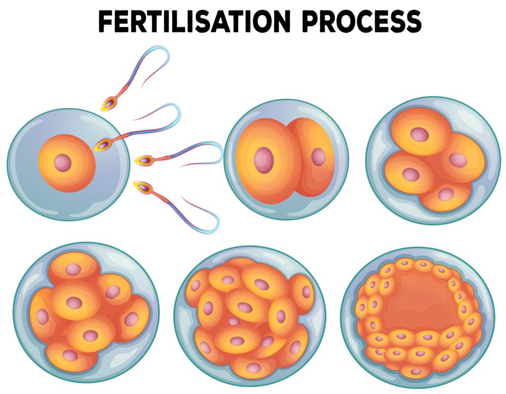 Fecundación in vitro e inseminación artificial: ¿Cuál es más efectiva?