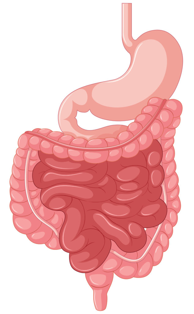 Cáncer de Estómago: Todo lo que Necesitas Saber