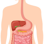 aparato digestivo