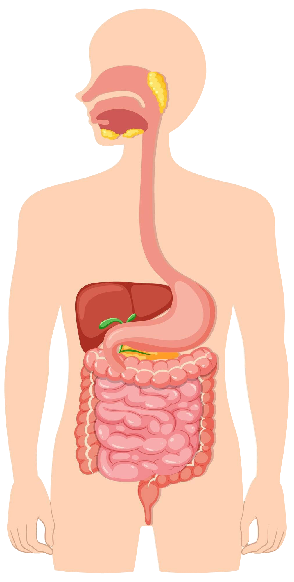 aparato digestivo